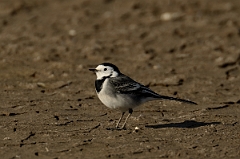 David Plant Photography - Wildlife Photography - White wagtail - A